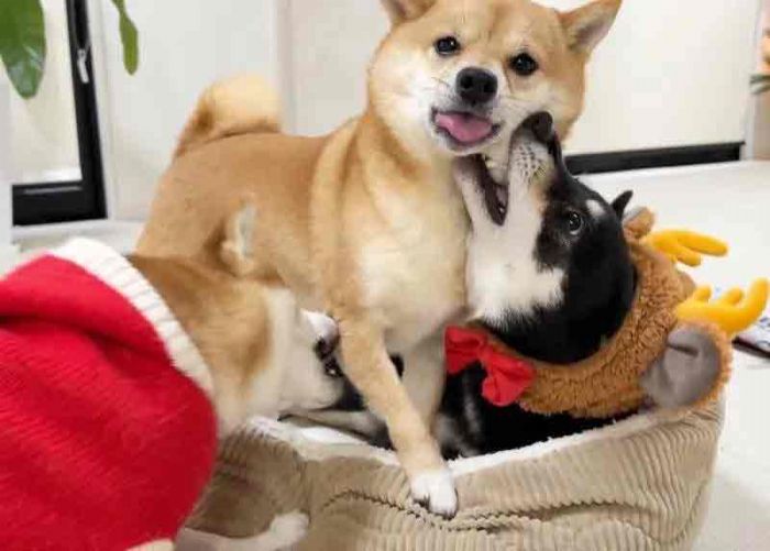 要攻佔你的嘴邊領土!日本寵物主人晒出柴犬激烈戰鬥照片引爆網路熱潮 要攻佔你的嘴邊領土!日本寵物主人晒出柴犬激烈戰鬥照片引爆網路熱潮
