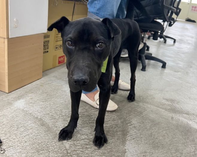 臺北市修法要求飼主提供動物健康資料 臺北市修法要求飼主提供動物健康資料