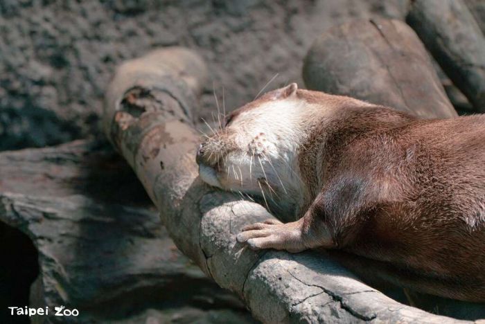 世界動物日與國際保育員日 用漂流木豐富動物們的生活 世界動物日與國際保育員日 用漂流木豐富動物們的生活