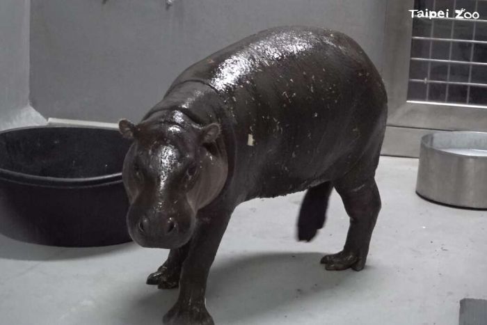 臺北市立動物園參與跨區域族群管理合作 迎接新侏儒河馬Thabo抵臺 臺北市立動物園參與跨區域族群管理合作 迎接新侏儒河馬Thabo抵臺