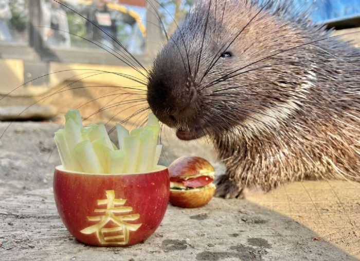 萬獸創意圍爐迎新春 壽山動物園加碼贈好禮 萬獸創意圍爐迎新春 壽山動物園加碼贈好禮
