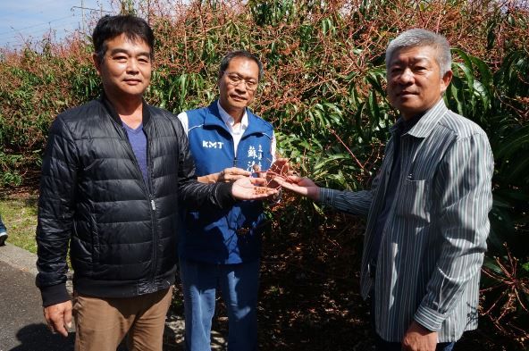 芒果結穗期遭受病蟲害侵襲，大量落果情況嚴峻，農政單位應予以重視並提供救助