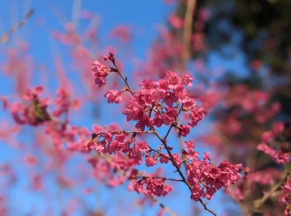 宜蘭櫻花年節盛況，蘭陽平原燈篙林道入口已開放八成