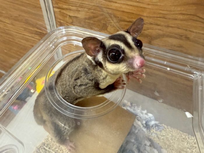 桃園市第二季非犬貓特寵認養活動6月21日溫馨開跑