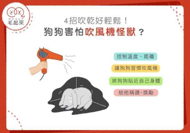 狗狗害怕吹風機怎麼辦？教你如何輕鬆幫狗狗吹乾！