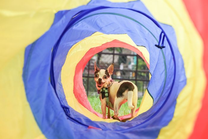 臺北市第21座狗狗專屬活動區—南港新新公園熱鬧啟用