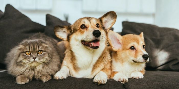 人工智慧與動物的交談:數位生物聲學的崛起 人工智慧與動物的交談:數位生物聲學的崛起