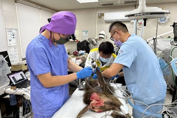 牙齒保健不輕忽,壽山動物園攜手動物醫院守護動物口腔健康 牙齒保健不輕忽,壽山動物園攜手動物醫院守護動物口腔健康