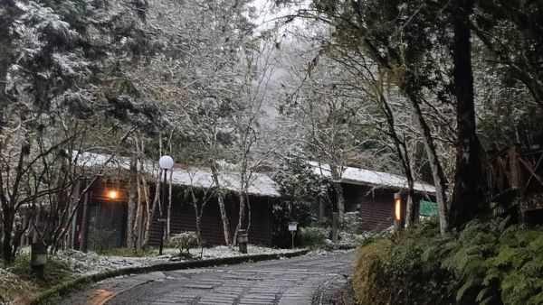 冬日仙境!明池淨雪 銀白神木園積雪5cm美不勝收 冬日仙境!明池淨雪 銀白神木園積雪5cm美不勝收