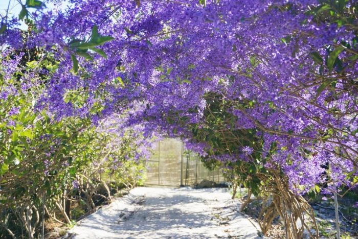 埔里錫葉藤花園 紫色花朵「早開」 埔里錫葉藤花園 紫色花朵「早開」