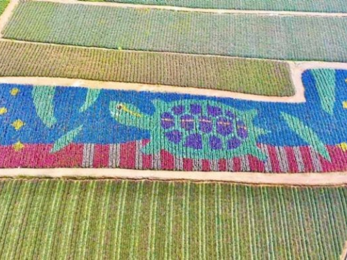 龍騰鳳舞「龜行沿山」系列活動 | 食蛇龜地景藝術與無人機空拍共襄盛舉