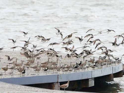 香山濕地小旅行！ 賞蟹步道假日導覽解說上線
