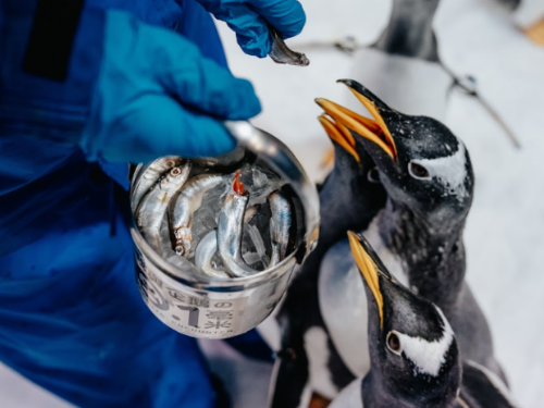 屏東海生館推出特惠活動，邀請海洋會員返鄉暢遊，搭配成年禮金提供優惠