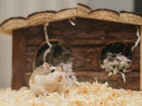 英國飼主帶著倉鼠的骨灰遊覽知名景點，完成牠的遺願