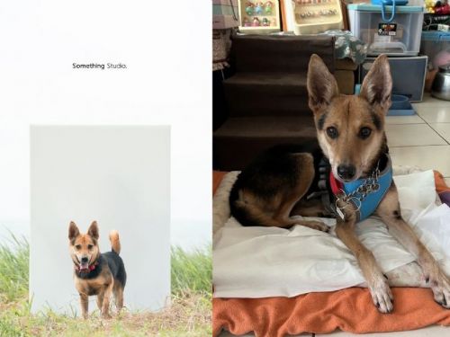 知名攝影師為毛寶貝拍沙龍照，幫牠找到新家