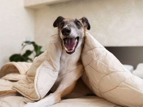 如何為家中寵物創造舒適的居住環境？