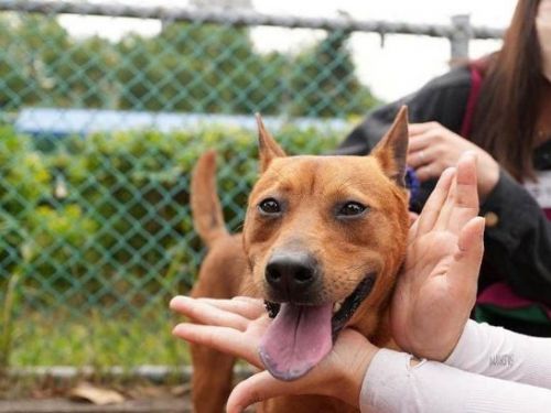 新北市動保處精心救援，元寶找到了幸福的下一站！