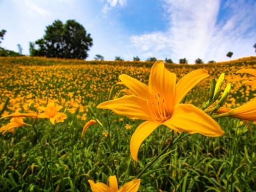台灣仲夏節：金黃花海盛況