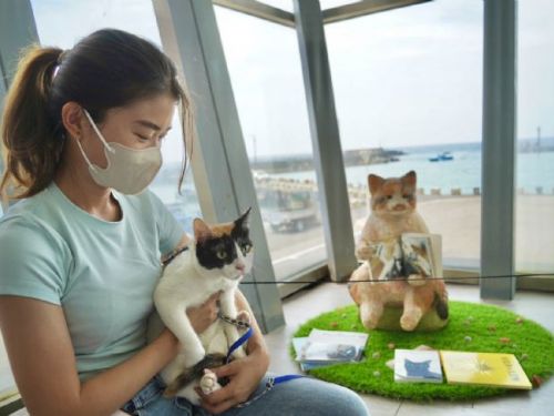 世界抱貓日! 屏東「極度日常」友善寵物空間 吸引汪、喵星人出沒