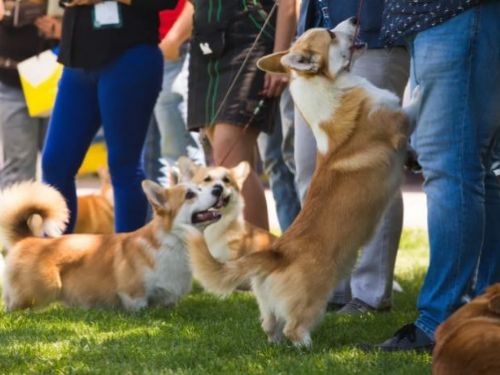 《毛毛總動員》─ 台灣首辦寵物音樂節！結合表演、賽事與講座，打造專屬毛小孩的戶外盛會