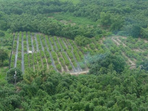 高雄市環保局啟用AI系統，嚴打露天燃燒守護清新空氣