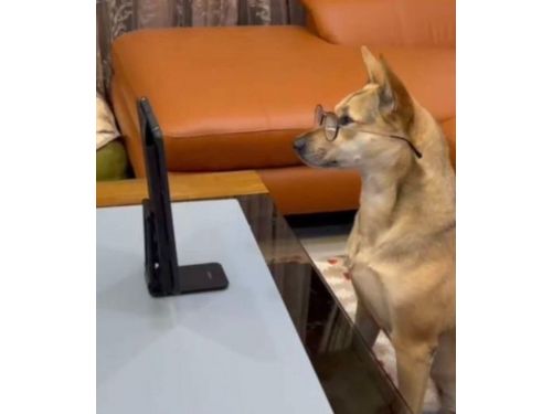 桃園市警察局刑事大隊與網紅狗狗攜手拍攝警視線詐騙影片，守護民眾荷包