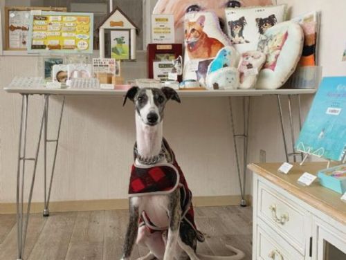 從Pet Loss到寵物祈念：DEARPET引領寵物追憶文化進入台灣