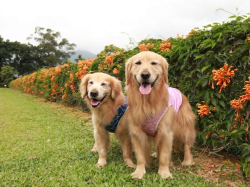 新北國際小狗日特輯：專屬毛孩休憩天堂