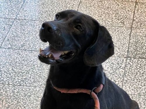 桃園市混種犬貓免費三合一絕育活動通知