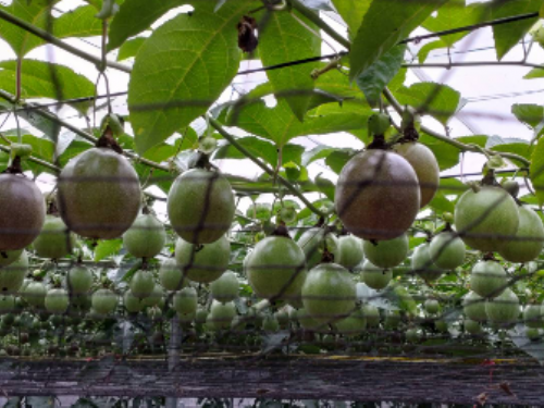 屏東百香果品質無虞，縣府呼籲消費者信賴屏東三章一Q標章