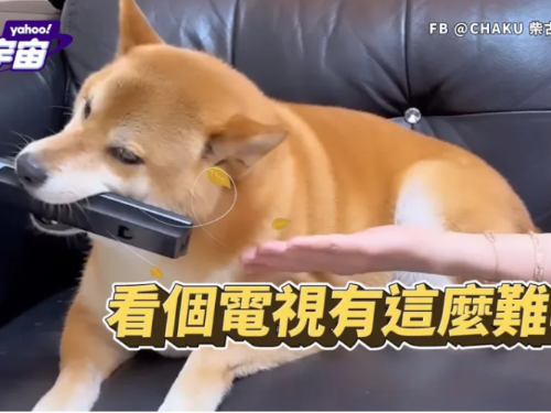 「柴古柴」六歲柴犬奪走遙控器！守衛寶物堅定不移成網路迷因