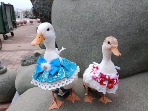 柯爾鴨，現身松菸寵物展，開啟寵物網紅趴