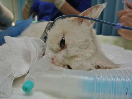 新店區街頭遇險的「小藍」藍色波斯貓，終於找到了溫暖新家