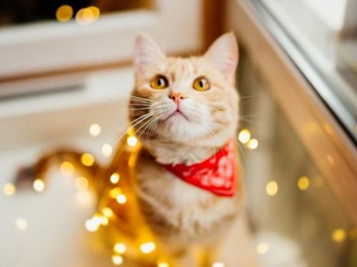 「春節祈平安」 新北五廟宇開放寵物點燈，毛小孩也能享受光明祝福！