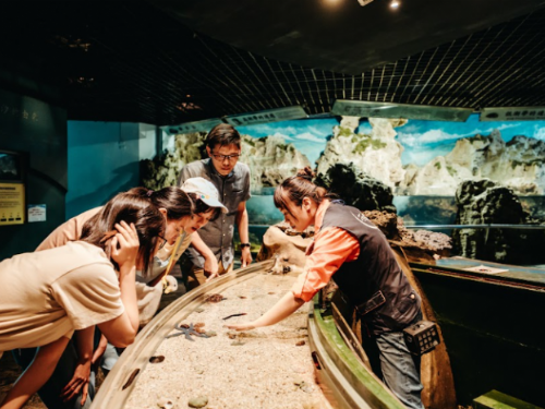 海底拳王：揭秘如孔雀般美麗的海洋生物