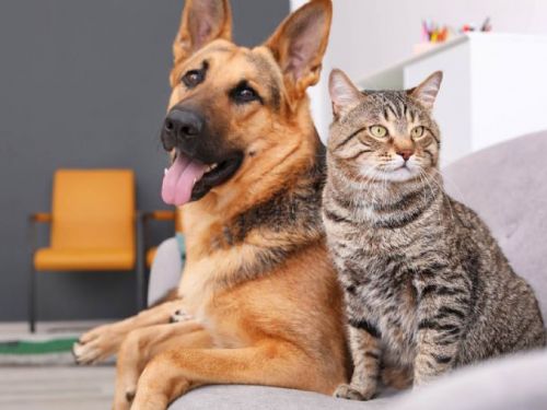 數百隻寵物犬被塞箱棄養，民眾愛心認養迅速解救