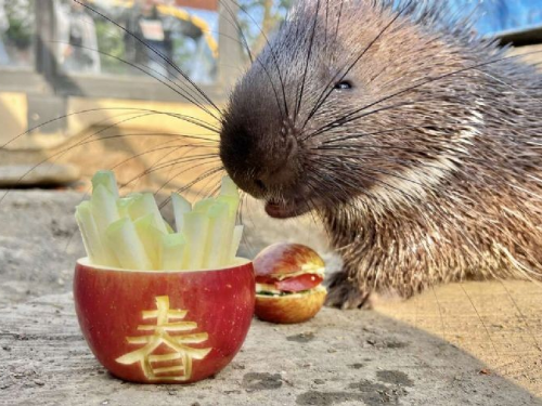 萬獸創意圍爐迎新春 壽山動物園加碼贈好禮