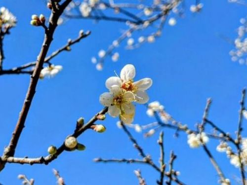 賞梅注意！南投信義梅花初綻 假日單向交管