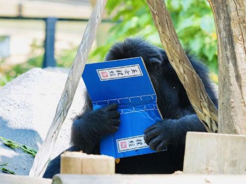 響應世界閱讀日 壽山動物園特製「可食書」讓黑猩猩大展「閱讀」本事
