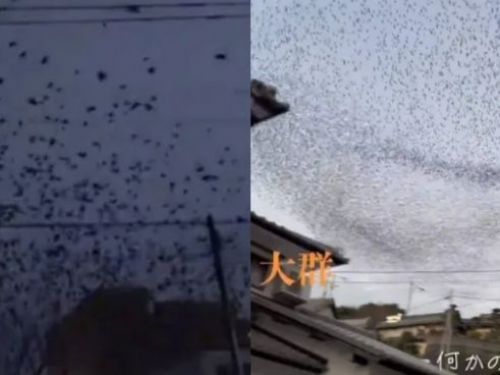 日本烏鴉群現象 當地民眾擔憂是否為前兆