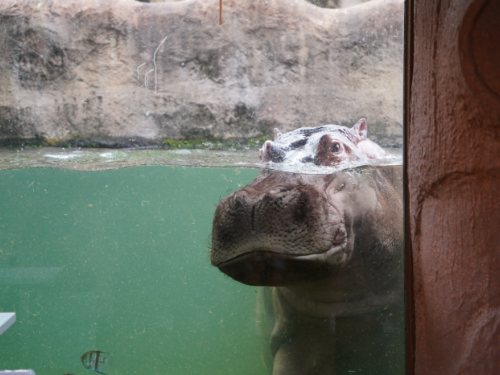 國立海洋科技博物館與臺北市動物園攜手慶祝周年紀念，推出獨家雙館聯票