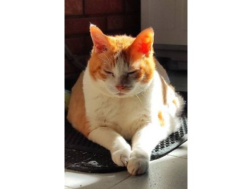 臺北市動保處提醒：寵物絕育與補助申請的重要資訊