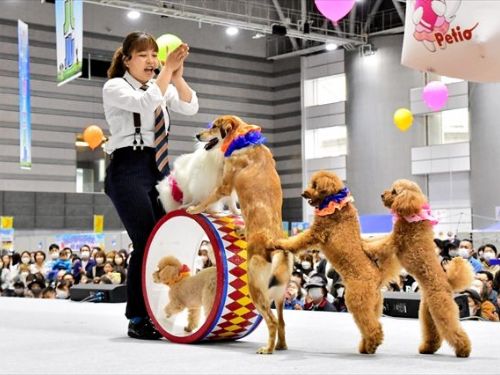 享受與可愛動物的互動 福島縣郡山市時隔 4 年首次舉辦“寵物嘉年華”
