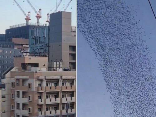 日本大地震驚現上萬隻烏鴉聚集！