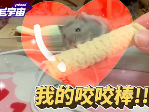 4個月大的一線藍熊倉鼠「15」展現超乎想像的力量，網友捧腹大笑！