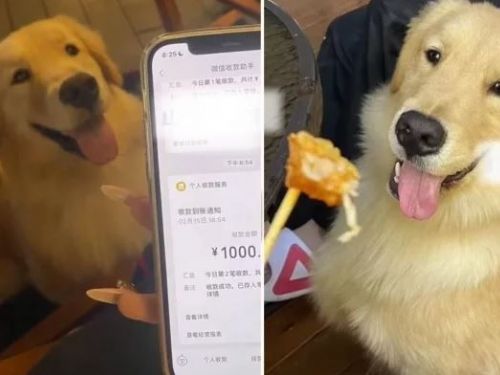 阿金偷跑咬壞刮刮樂，飼主意外中30多倍獎金樂翻幫狗狗加菜