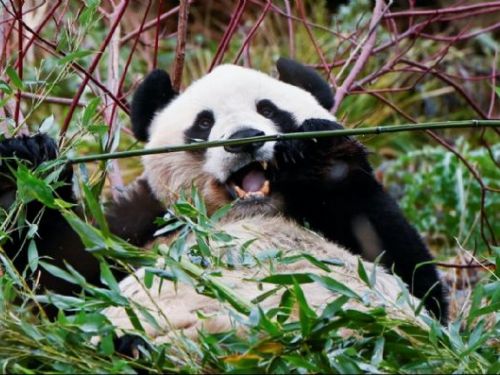 英國民眾送別旅英熊貓陽光與甜甜　中國：做好工作歡迎牠們回家