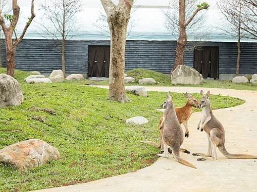 宜蘭最新千坪景點「蘭陽動植物王國」2/8試營運，全台獨家袋鼠互動區！水豚划船、親人羊駝、駱馬等精彩互動體驗