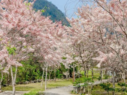 花旗木綻放迎春 高雄六龜「復古新潮遊」登場！泡湯、賞花、聽音樂一站滿足
