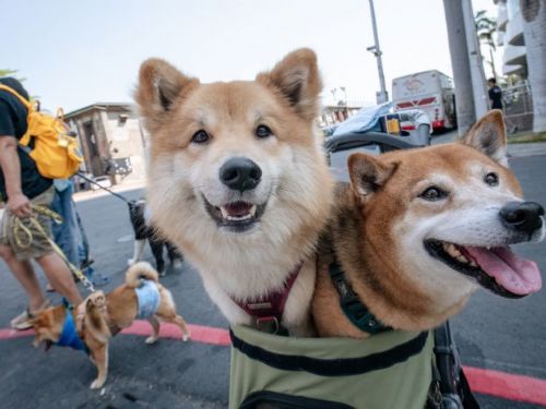 再度釋出名額！2024年酷夏狗狗貓貓的熱衰竭預防講座